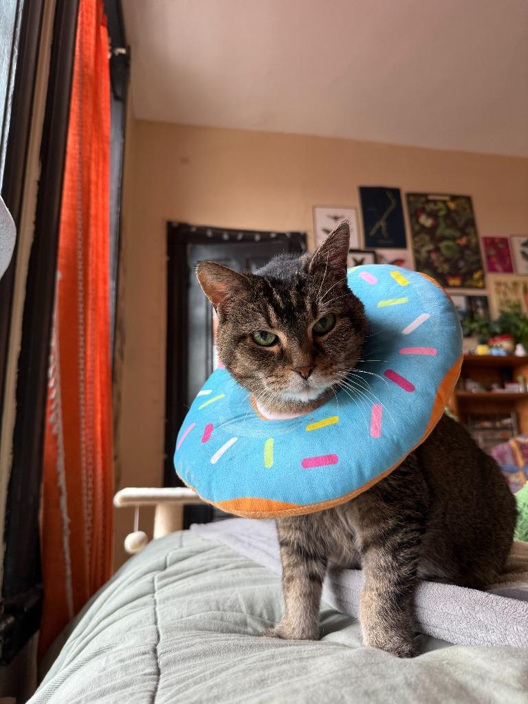 Enlarge Zelda, a Adoptable mixed breed in Minneapolis, MN image 3/3