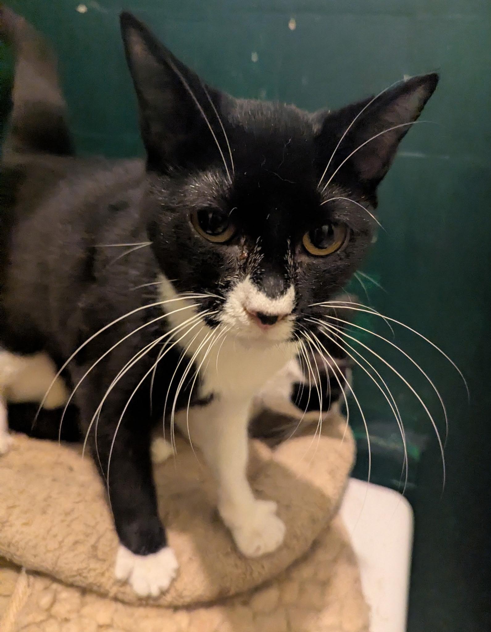 Enlarge Cookie & Kreme, a ADOPTABLE Domestic Short Hair in Brooklyn, NY image 3/5