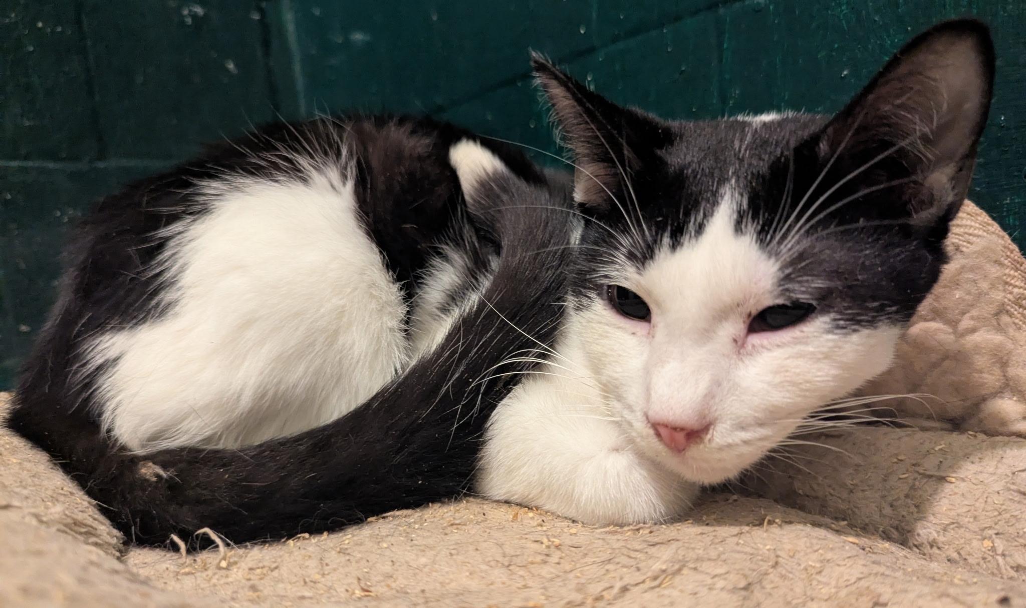 Enlarge Cookie & Kreme, a ADOPTABLE Domestic Short Hair in Brooklyn, NY image 1/5