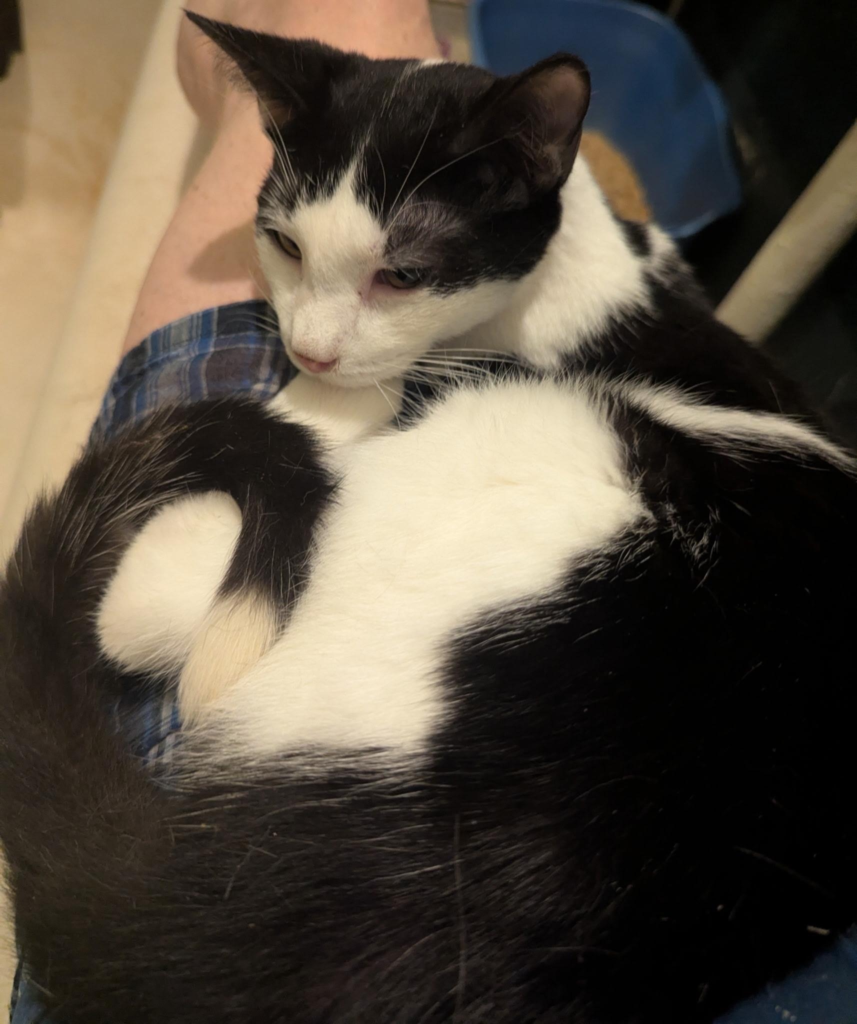 Enlarge Cookie & Kreme, a ADOPTABLE Domestic Short Hair in Brooklyn, NY image 5/5