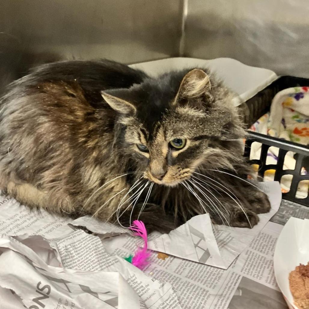 Esmeralda — thumbnail 2