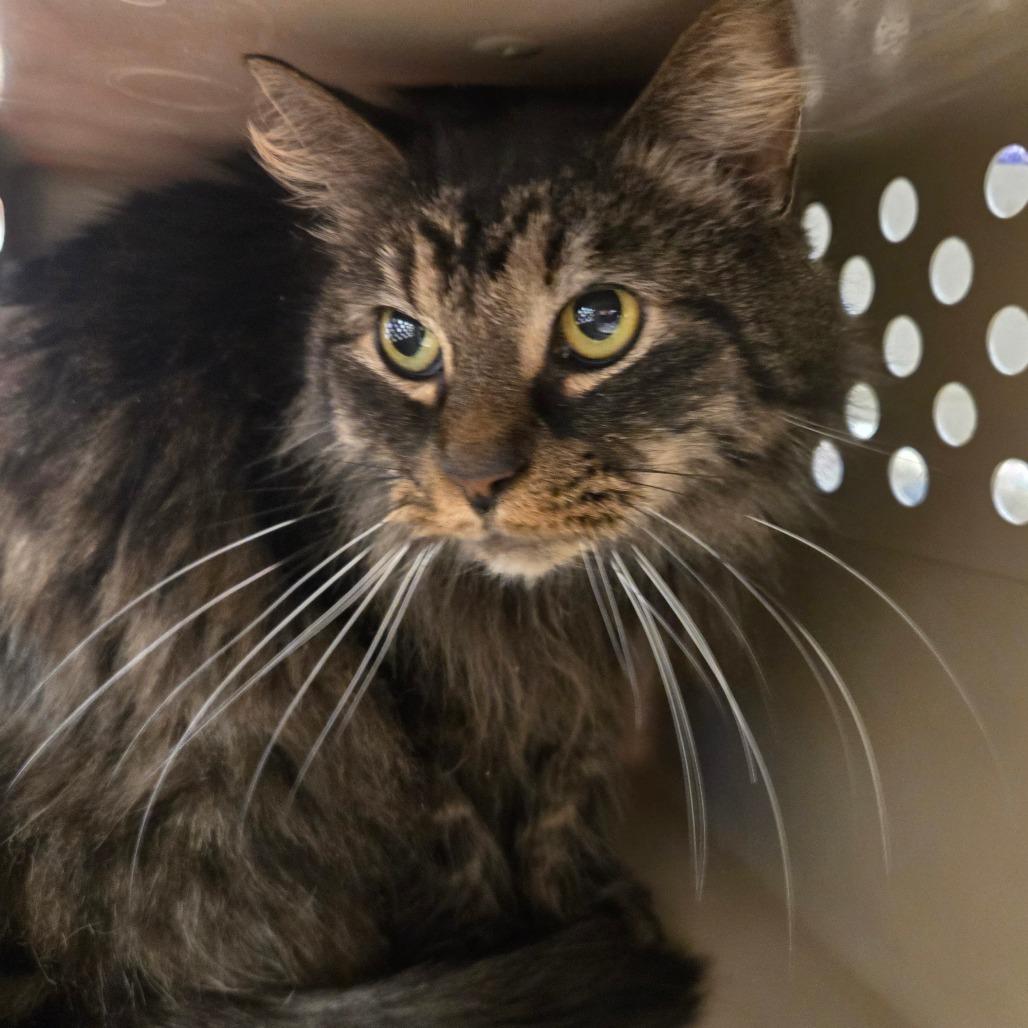 Esmeralda — thumbnail 3