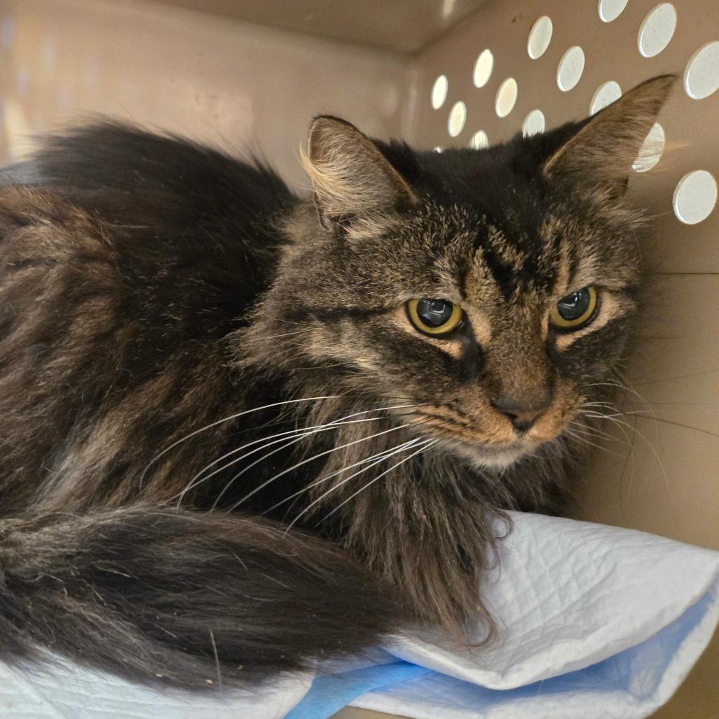 Esmeralda — thumbnail 4