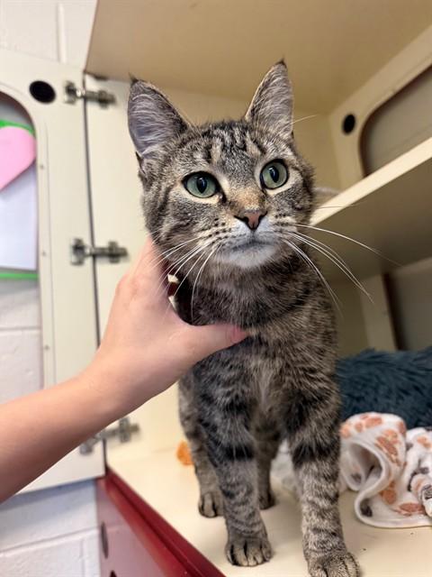 Enlarge KARI, a Adoptable Domestic Short Hair in Louisville, KY image 1/1