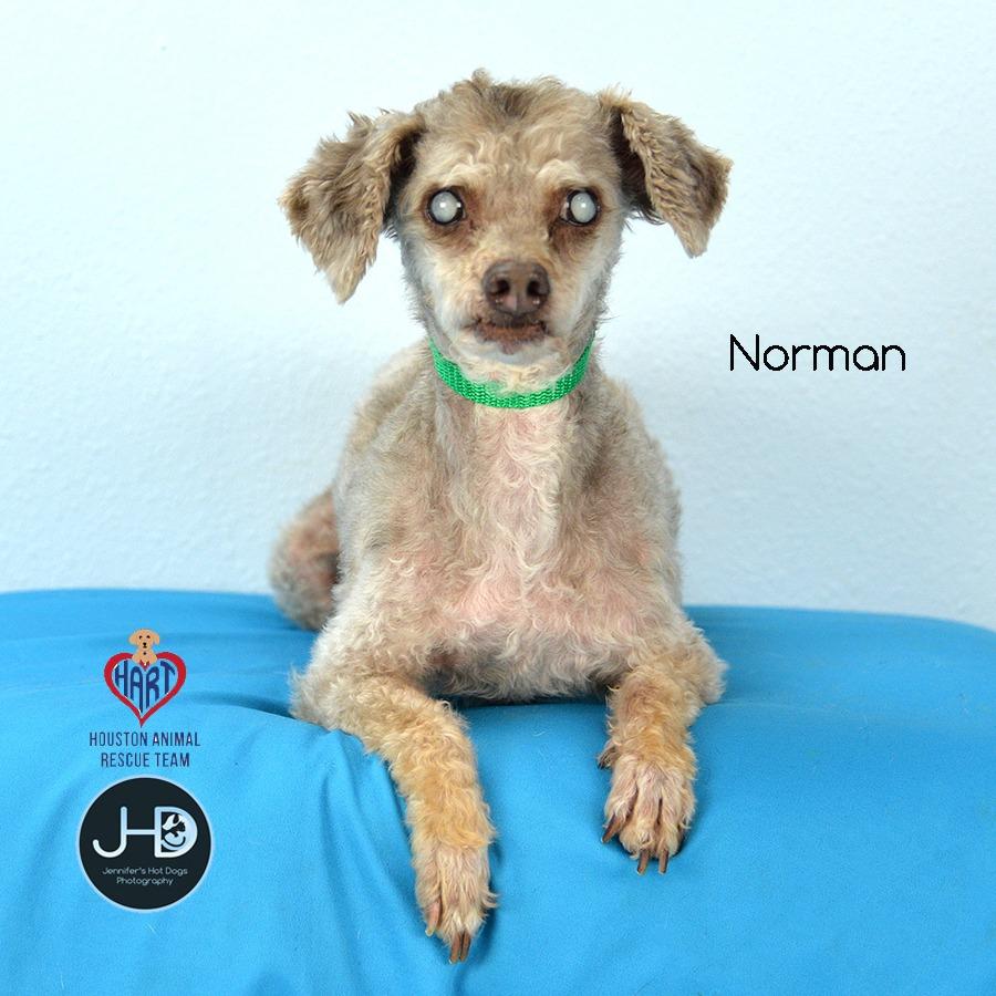 Norman photo