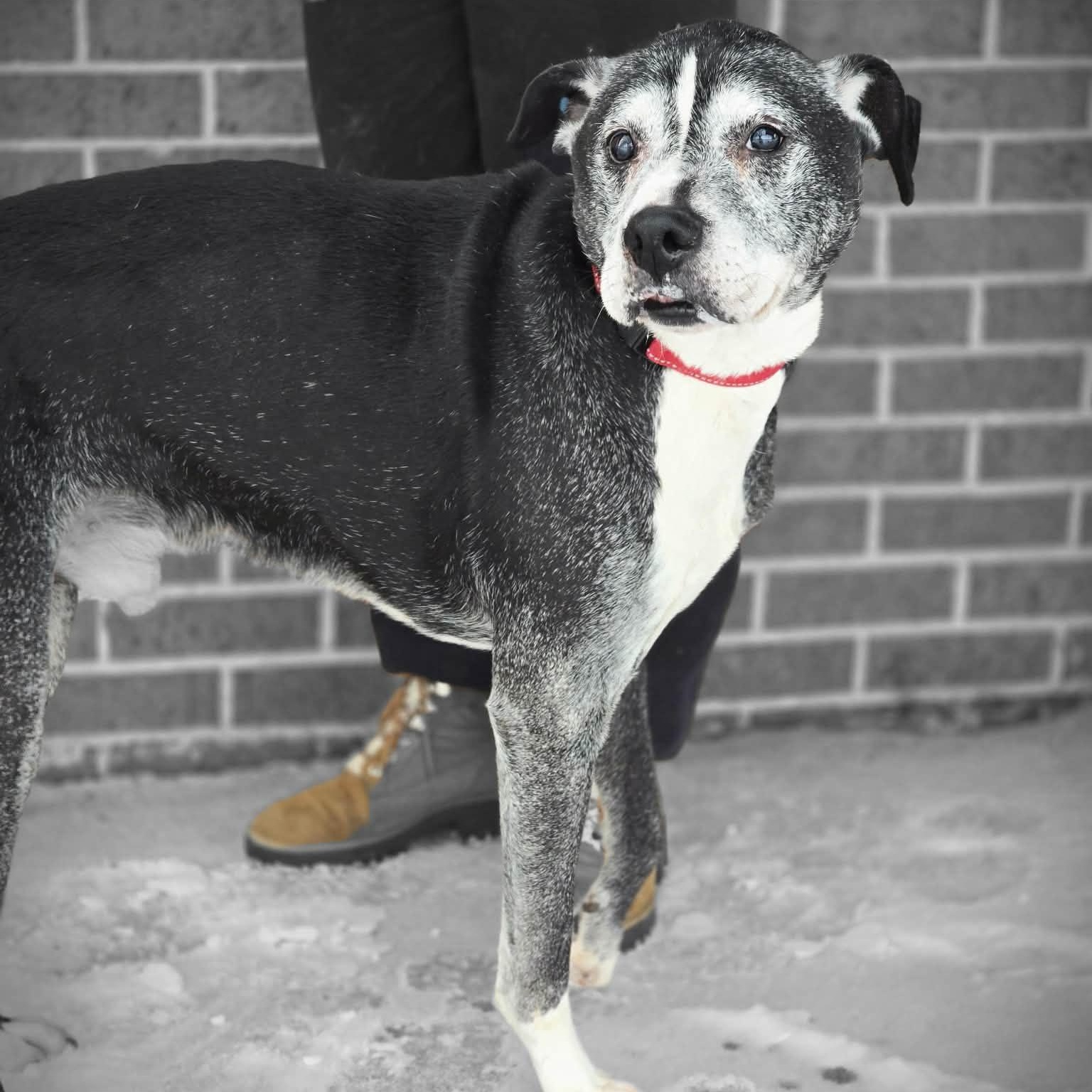 Archer, adopted, Senior Male Pit Bull Terrier & Black Labrador Retriever.