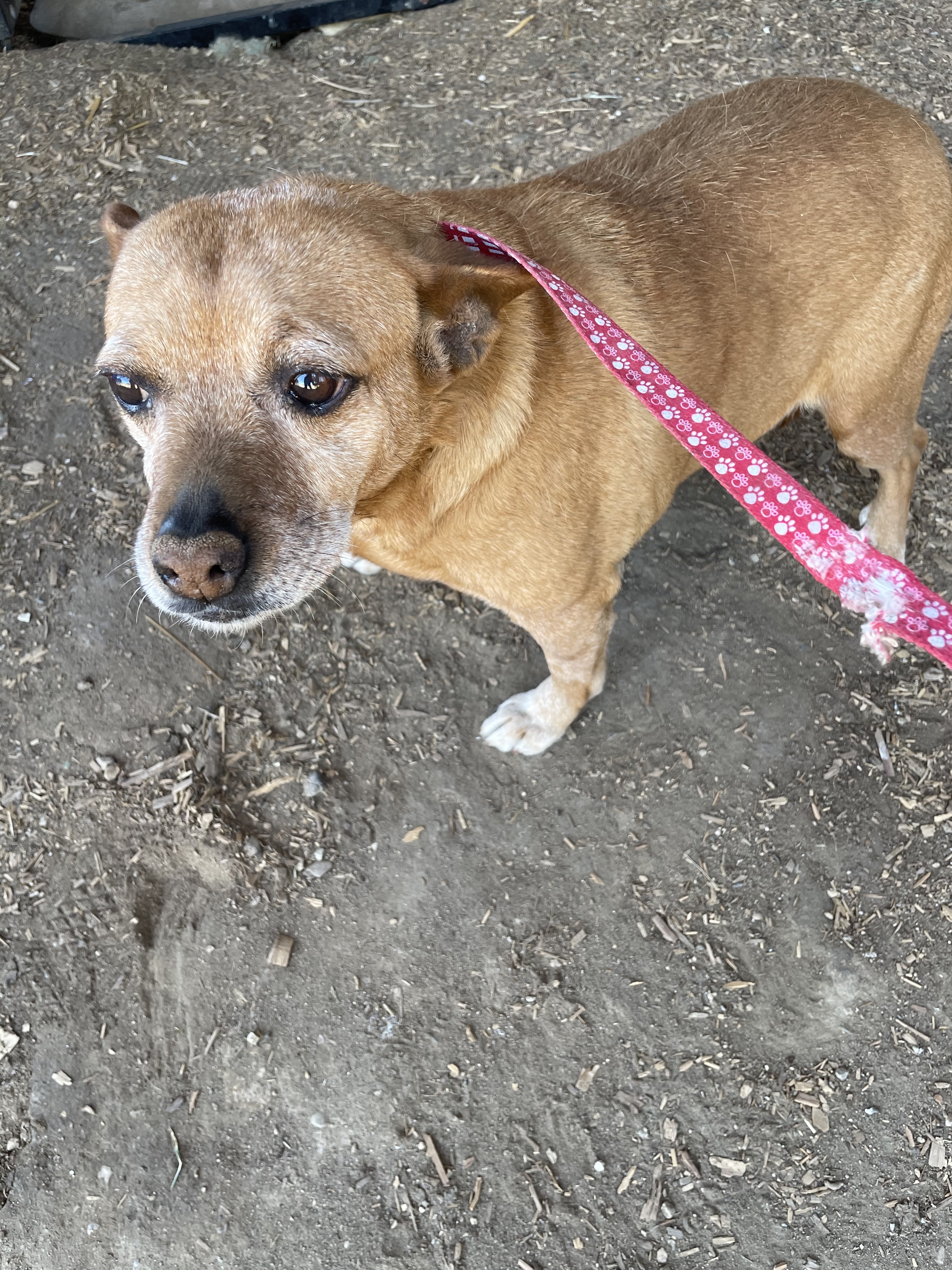 Enlarge Mama, a Adoptable mixed breed in Fresno, CA image 1/4