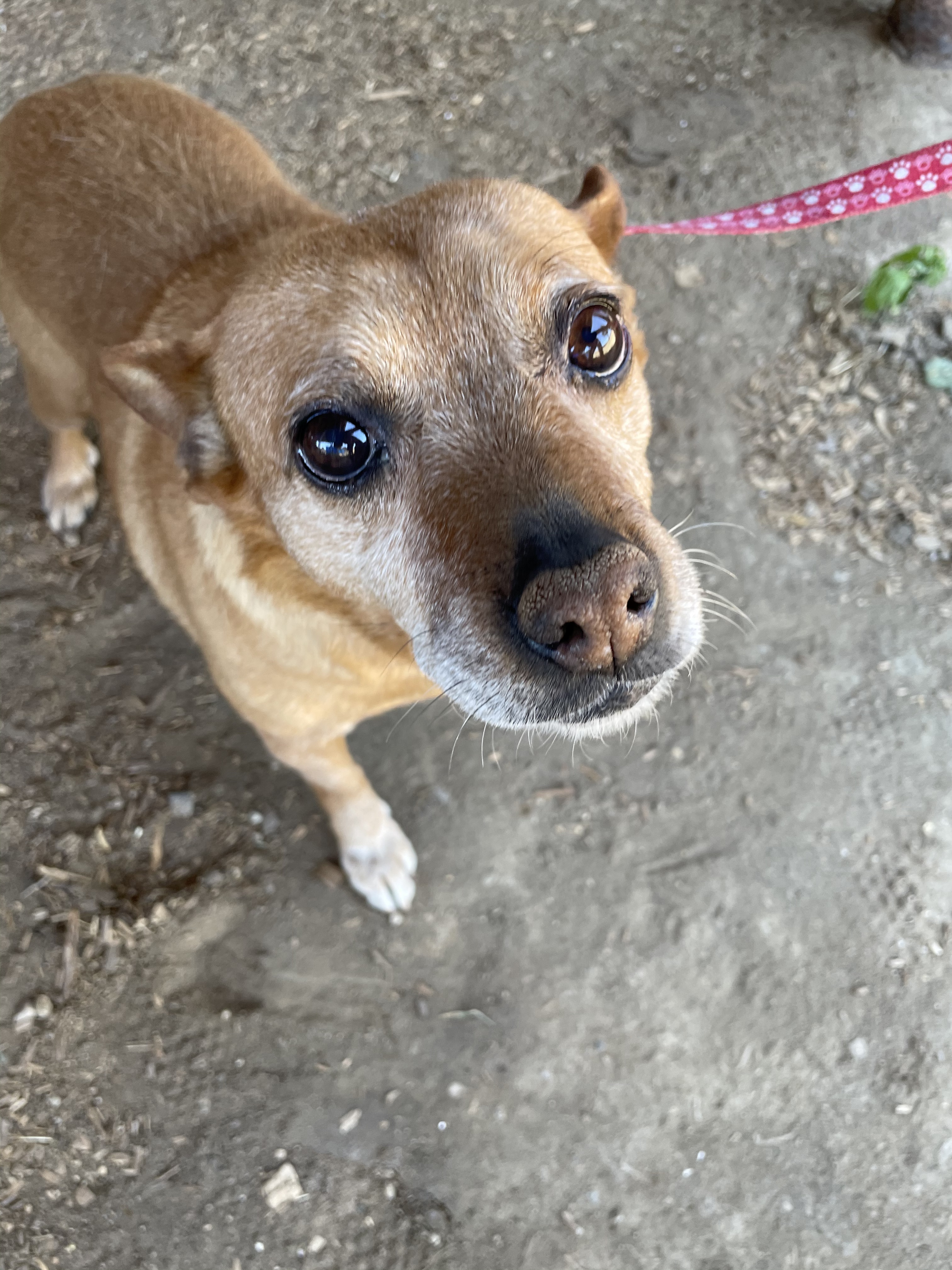 Enlarge Mama, a Adoptable mixed breed in Fresno, CA image 2/4