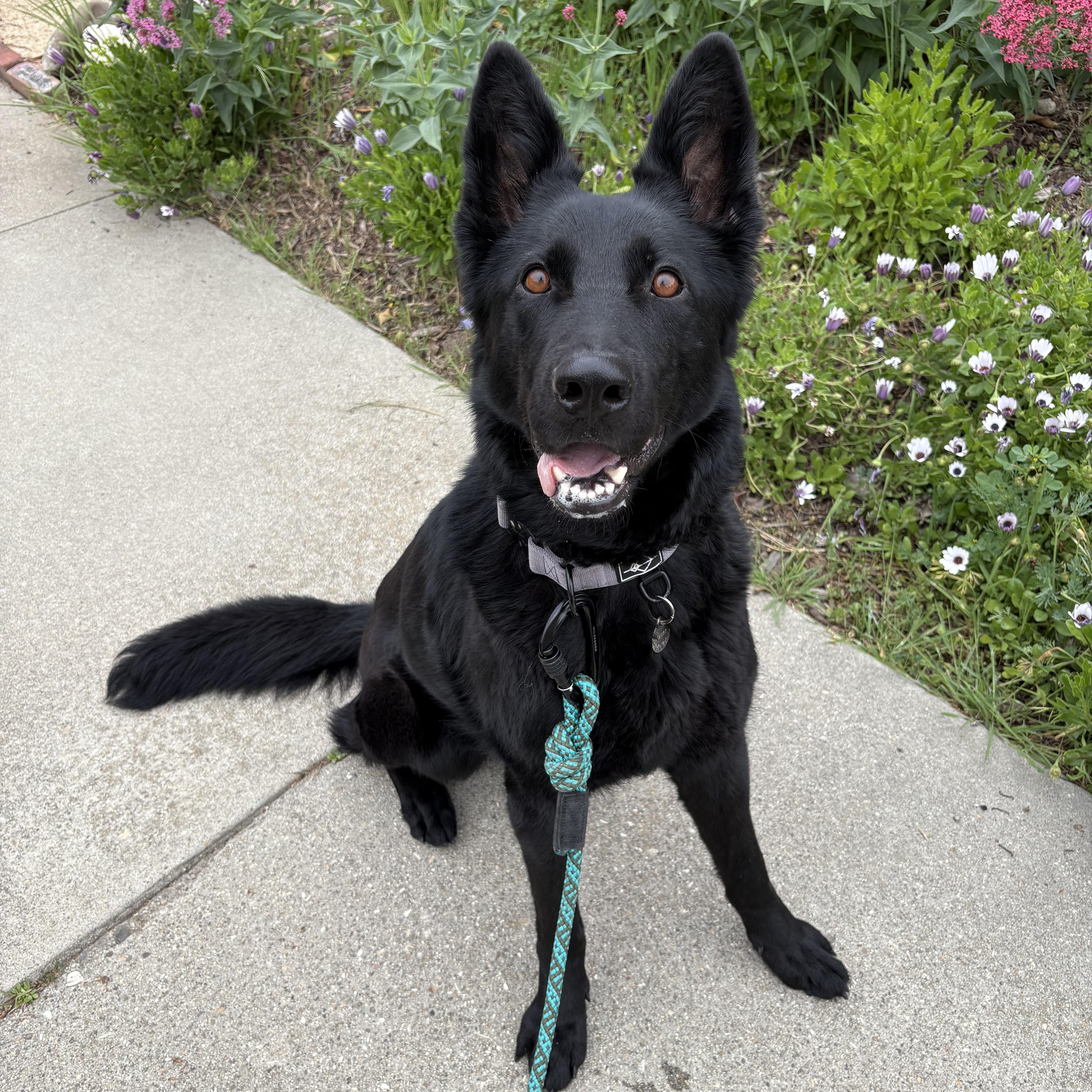 Enlarge Onyx, an adopted German Shepherd Dog in torrance, CA image 2/6