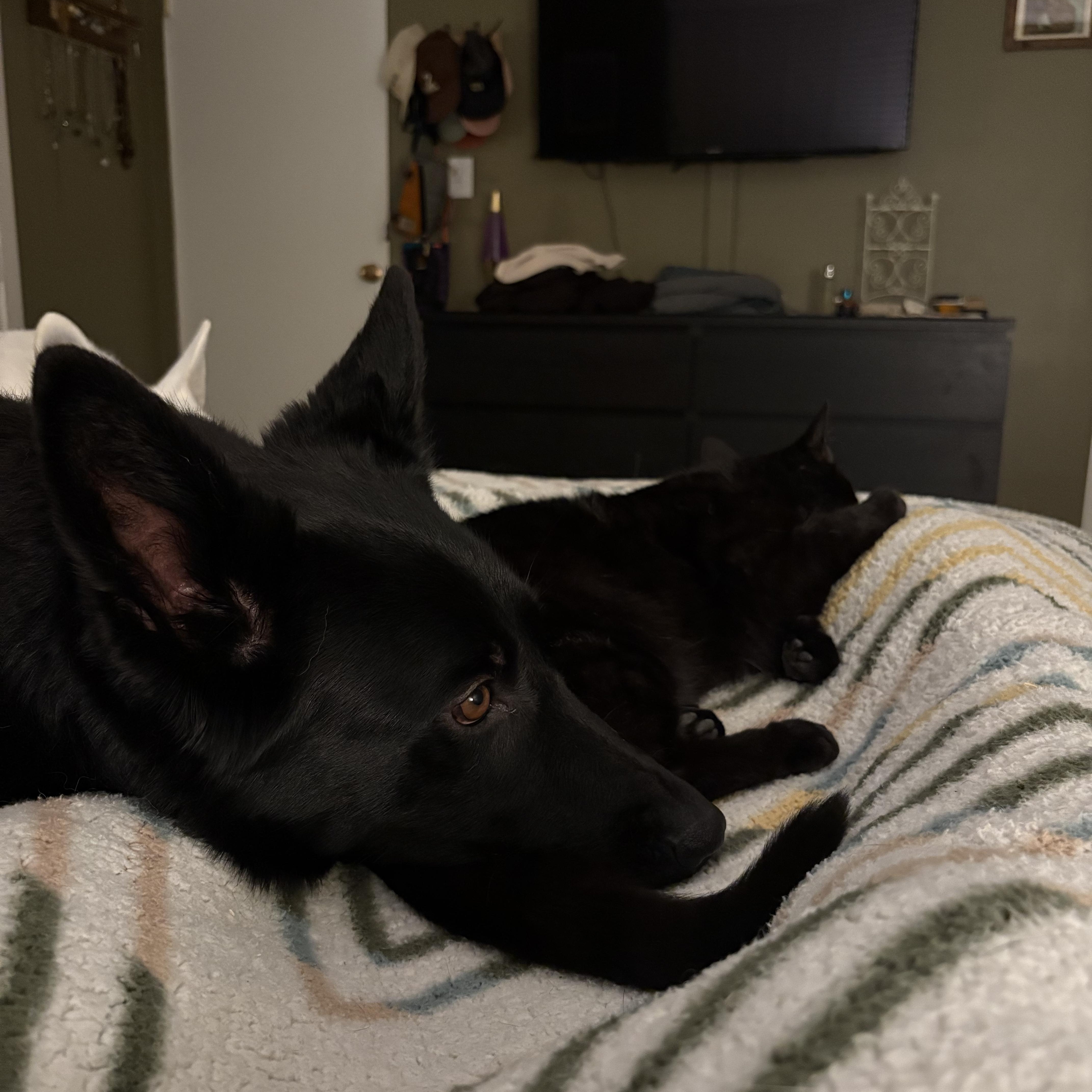 Enlarge Onyx, an adopted German Shepherd Dog in torrance, CA image 6/6