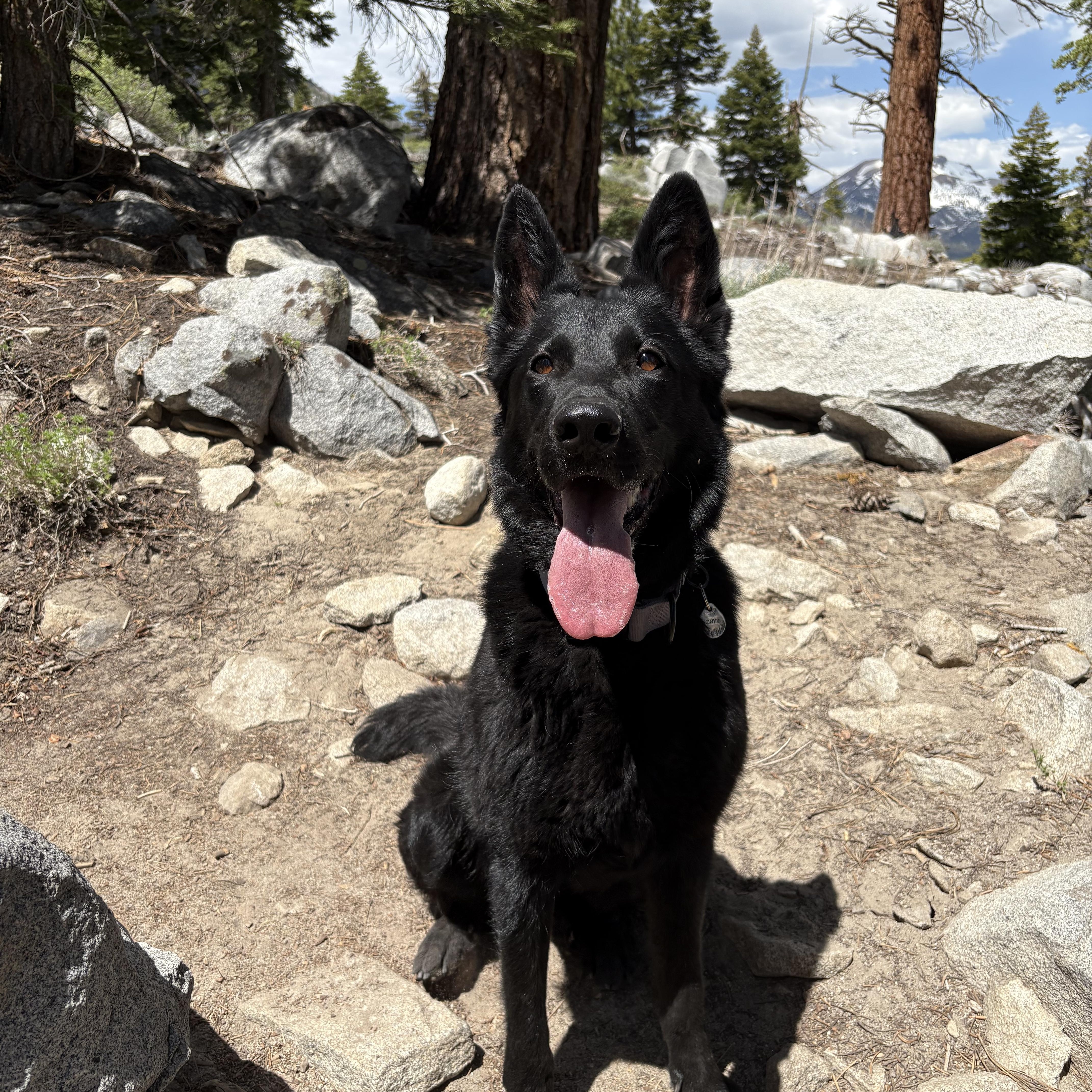 Enlarge Onyx, an adopted German Shepherd Dog in torrance, CA image 5/6