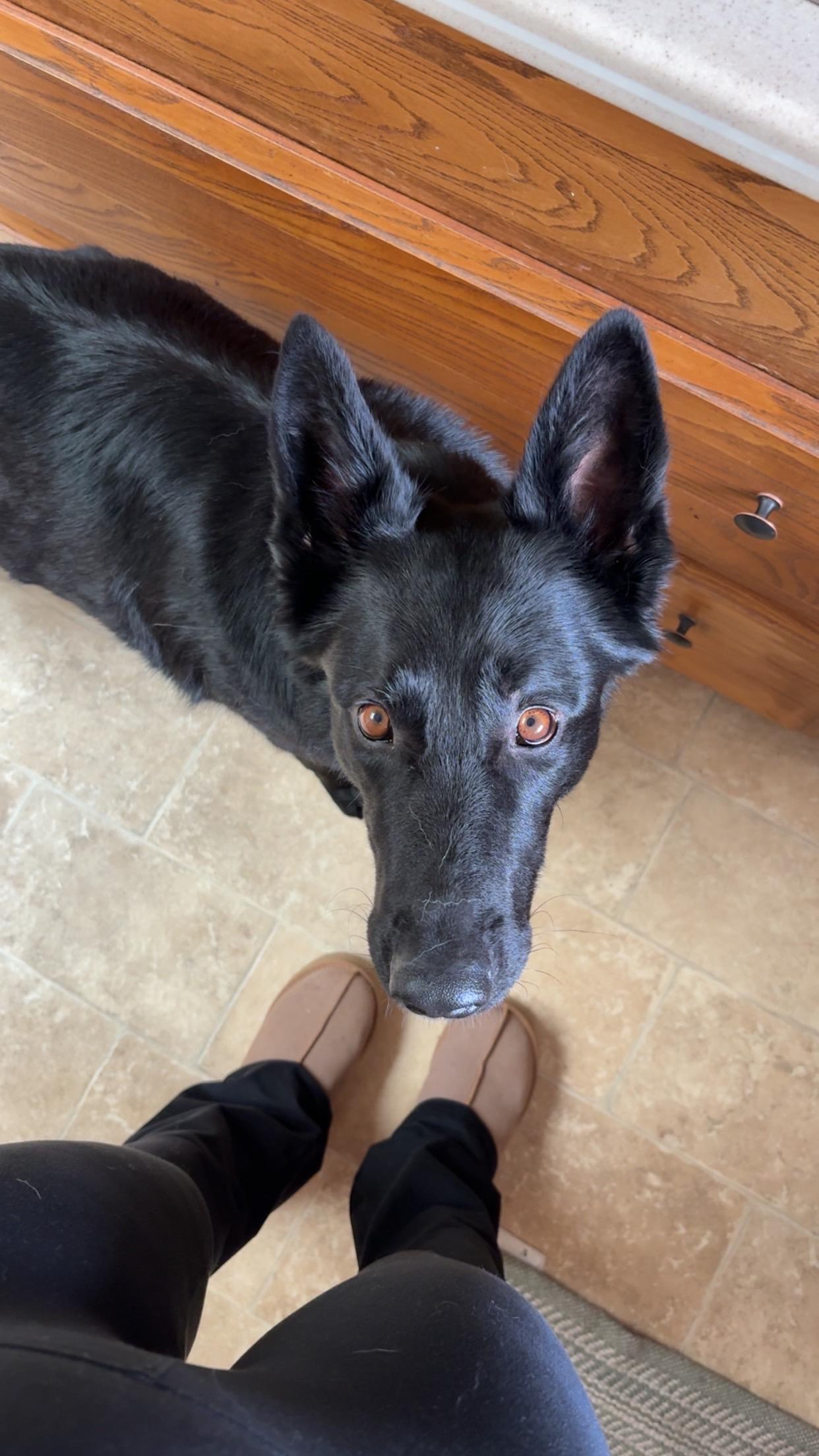 Enlarge Onyx, an adopted German Shepherd Dog in torrance, CA image 4/6