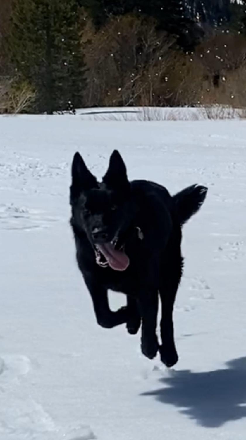 Onyx photo 4