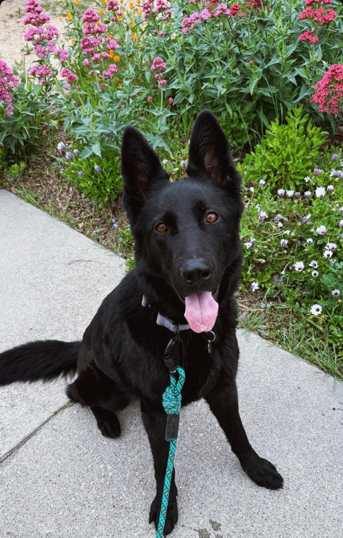 Onyx, adopted, Young Female German Shepherd Dog.