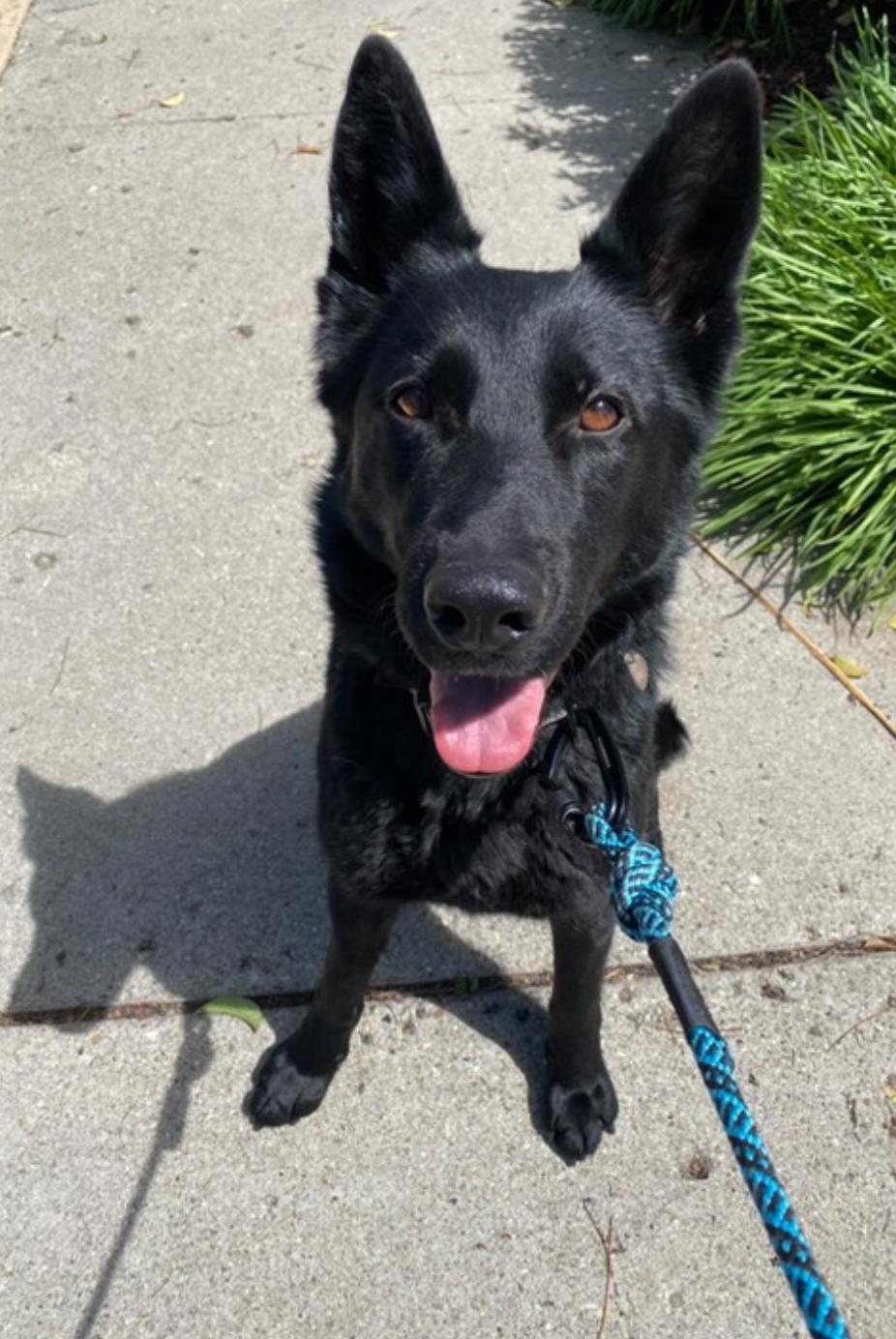Enlarge Onyx, an adopted German Shepherd Dog in torrance, CA image 3/6