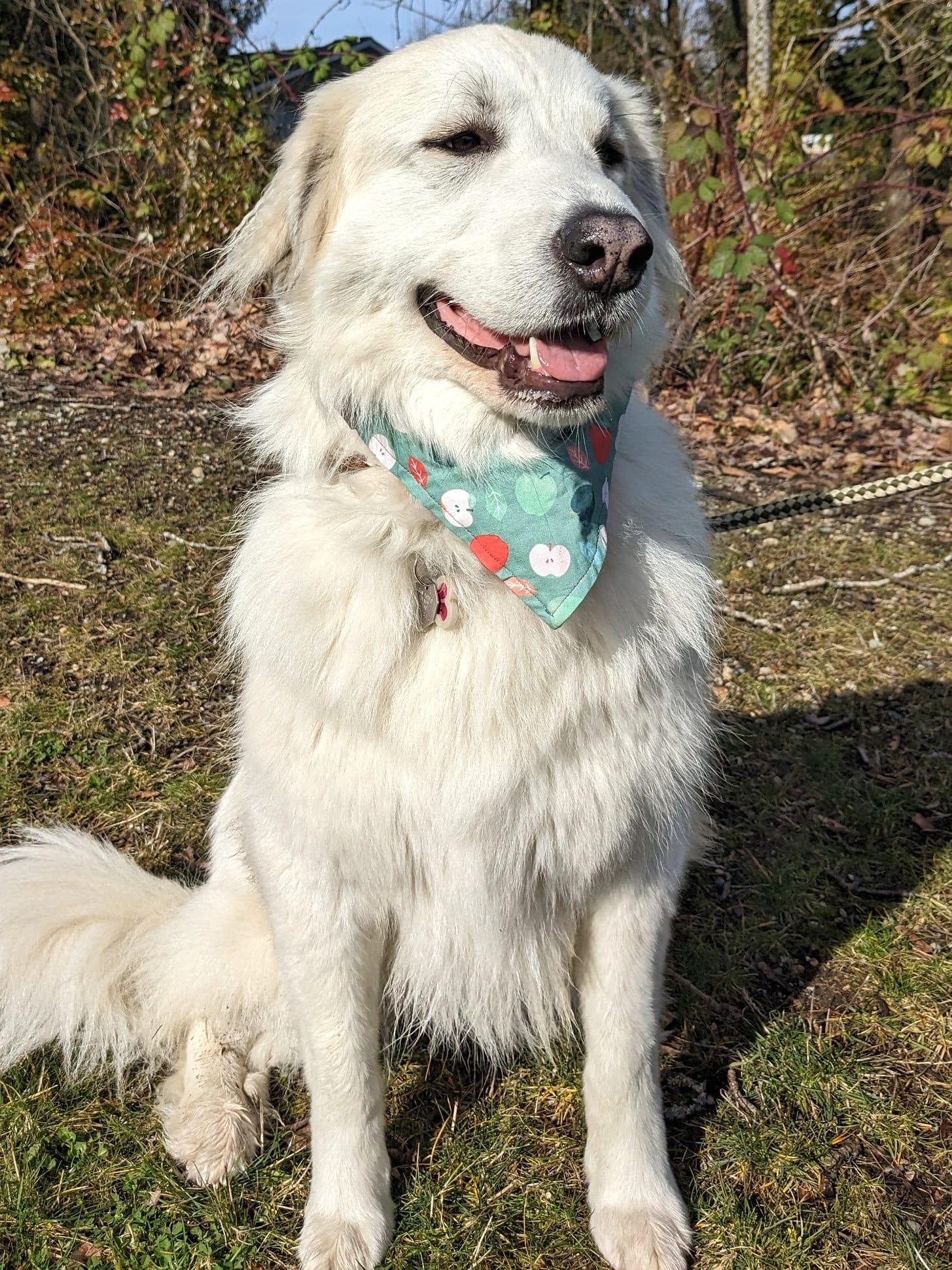 Izzy, Adoptable, Adult Female Great Pyrenees.