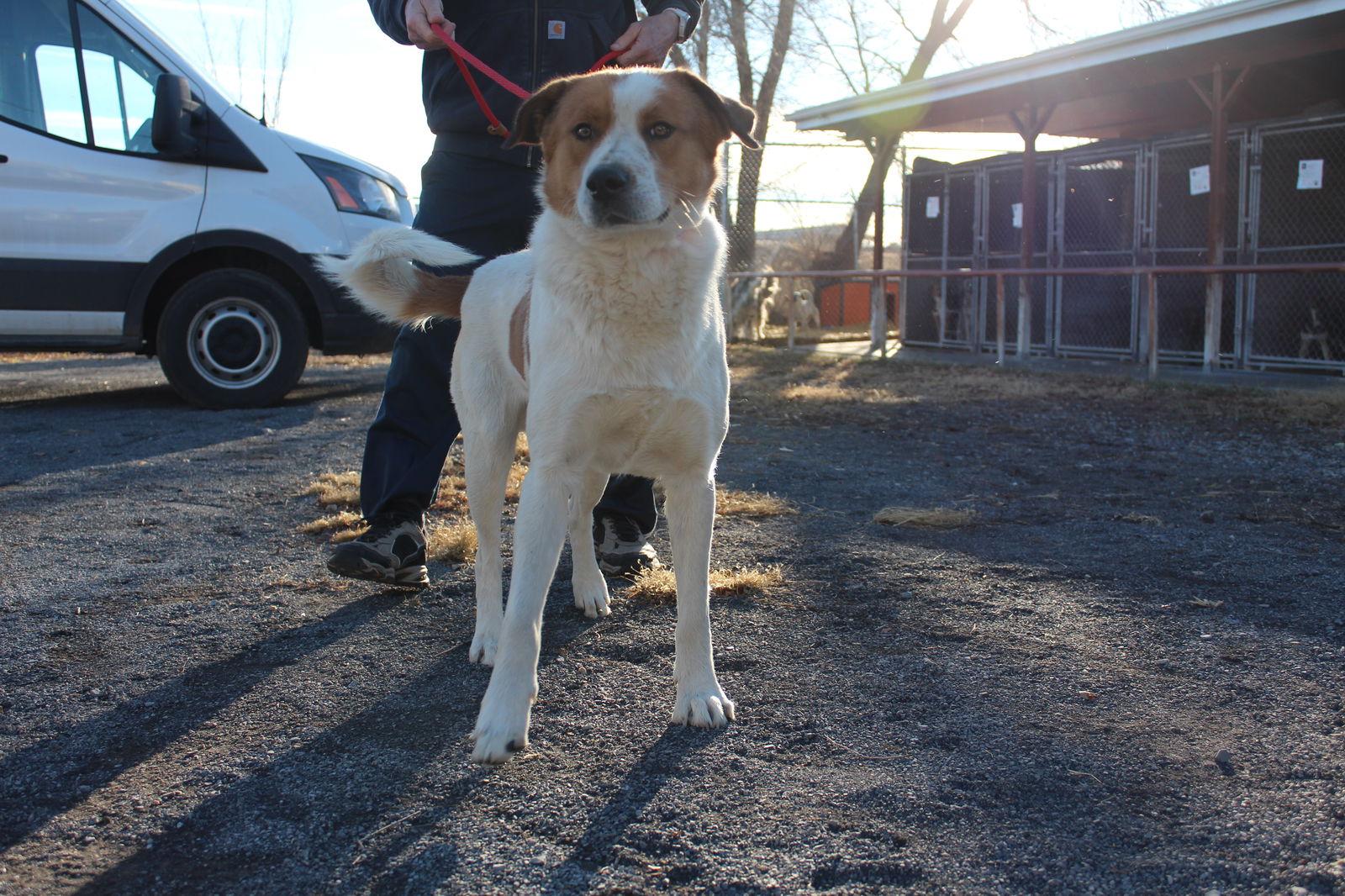 Billy Bob, Adoptable, Adult Male Border Collie.