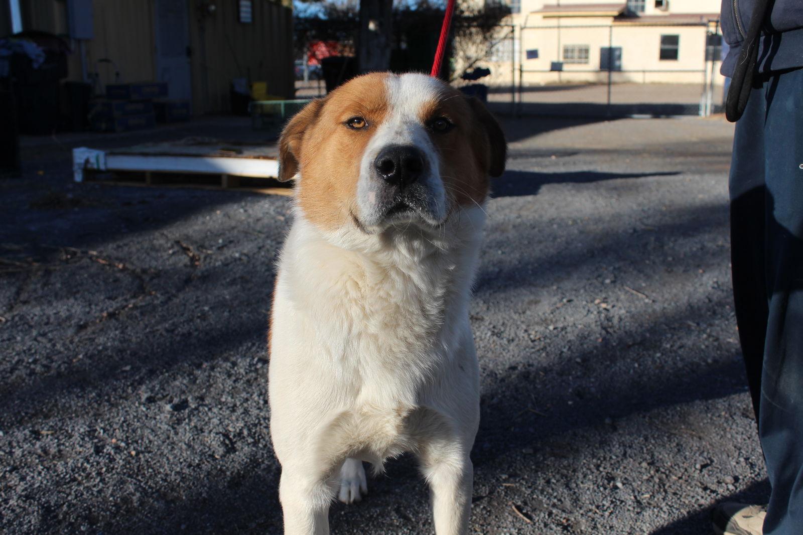 Billy Bob, a Adoptable Border Collie in Las Vegas, NM image 2/3