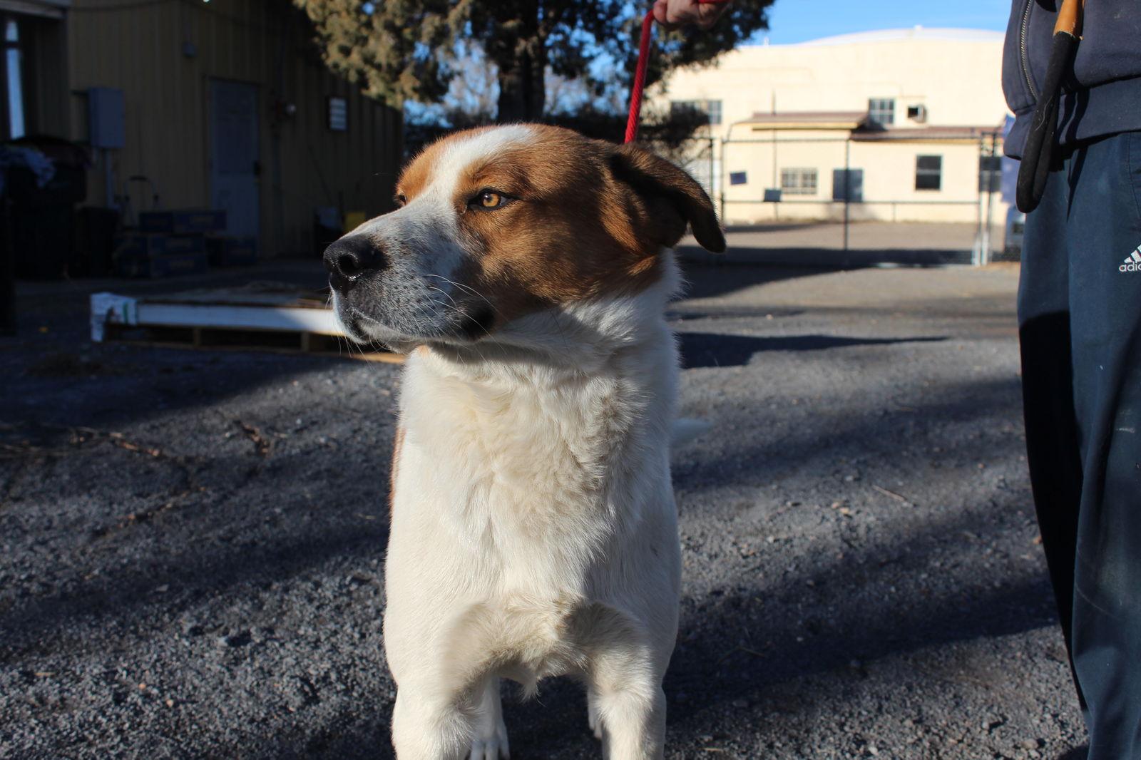 Billy Bob, a Adoptable Border Collie in Las Vegas, NM image 3/3