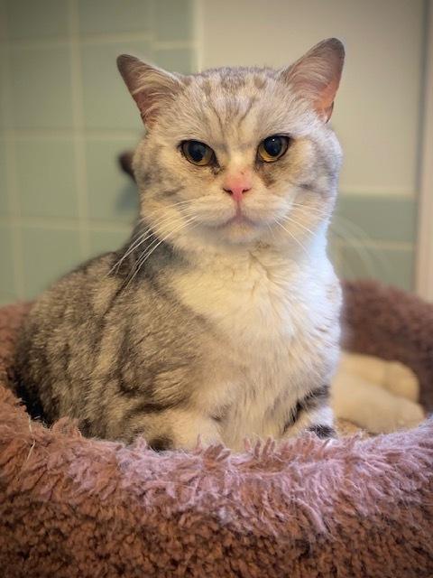 Mozart, a Adoptable mixed breed in Duxbury, MA image 1/4