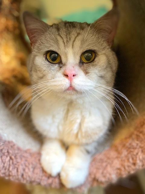Mozart, a Adoptable mixed breed in Duxbury, MA image 2/4