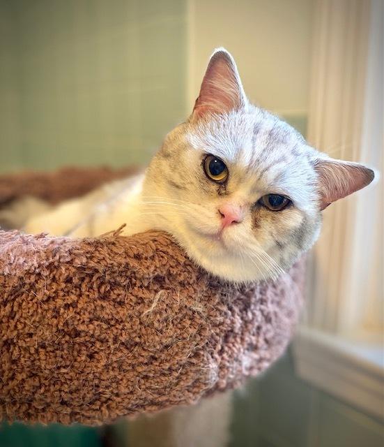 Mozart, a Adoptable mixed breed in Duxbury, MA image 3/4