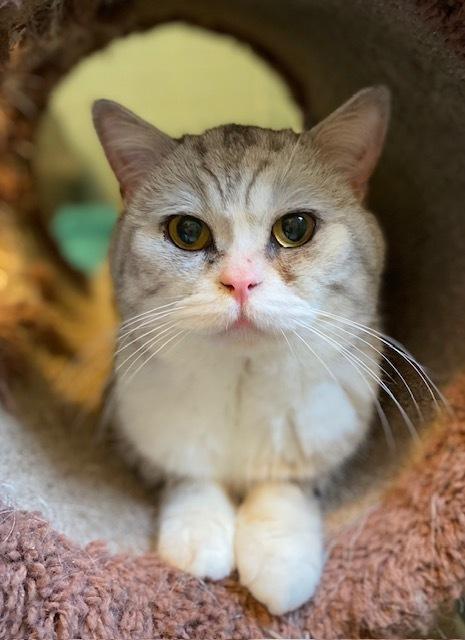 Mozart, a Adoptable mixed breed in Duxbury, MA image 4/4