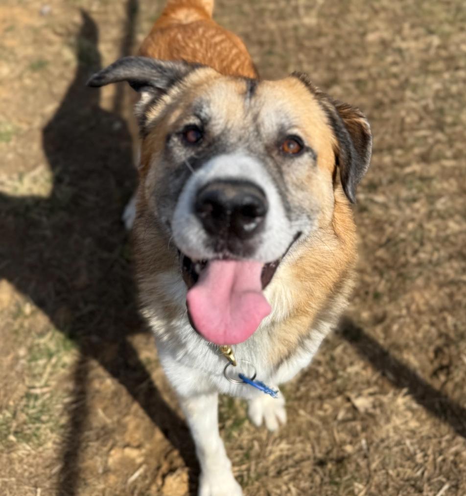 Zozo (ID 44491/1305), Adult Male Anatolian Shepherd