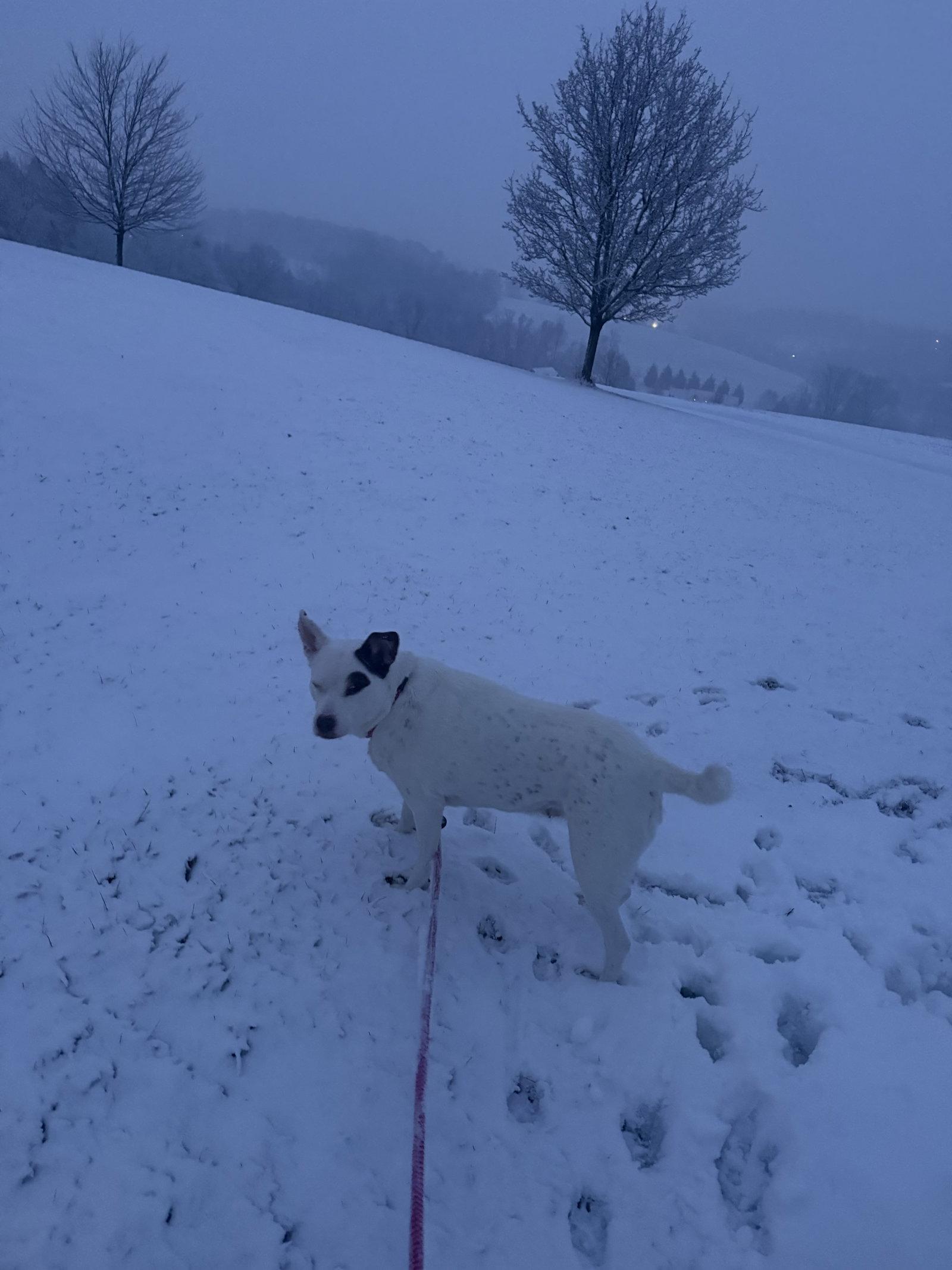 Elsie, Adopted, Adult Female Terrier.