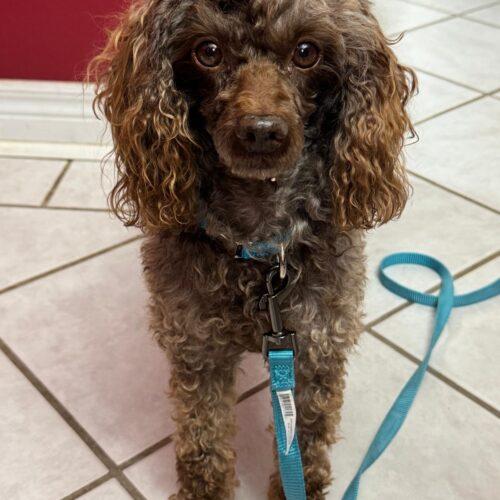 Enlarge Elliot, a Adoptable Miniature Poodle in Vienna, ON image 1/5