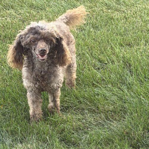 Enlarge Elliot, a Adoptable Miniature Poodle in Vienna, ON image 2/5