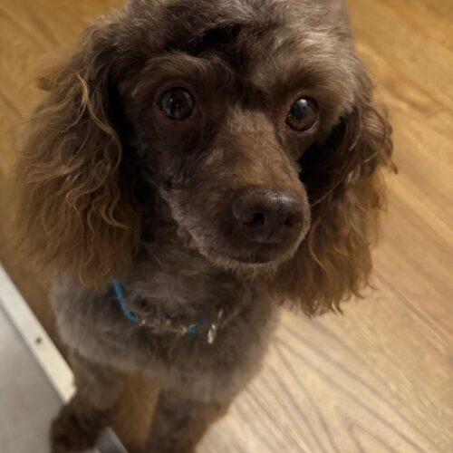 Enlarge Elliot, a Adoptable Miniature Poodle in Vienna, ON image 3/5