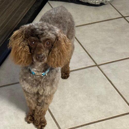 Enlarge Elliot, a Adoptable Miniature Poodle in Vienna, ON image 4/5