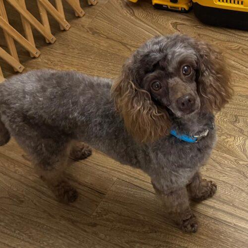 Enlarge Elliot, a Adoptable Miniature Poodle in Vienna, ON image 5/5