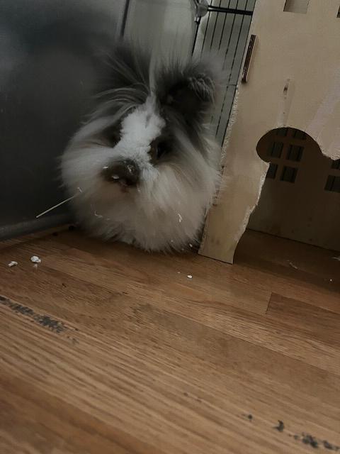 Enlarge Valentina, a Adopted Lionhead in Los Angeles, CA image 2/6