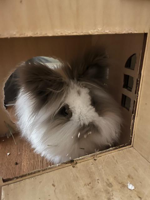 Valentina, Adopted, Adult Female Lionhead.