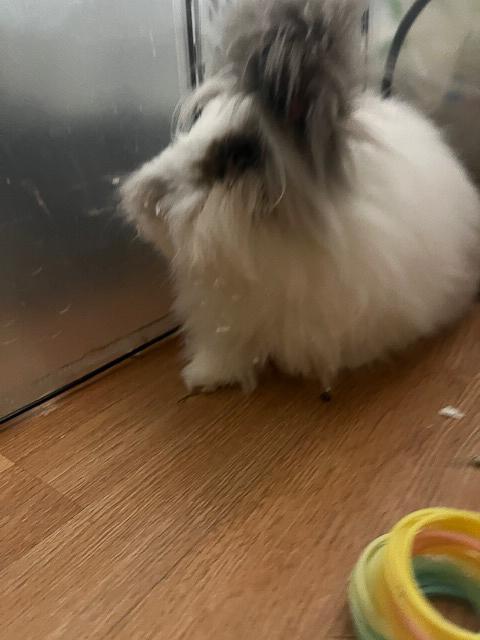 Enlarge Valentina, a Adopted Lionhead in Los Angeles, CA image 5/6