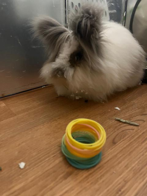 Enlarge Valentina, a Adopted Lionhead in Los Angeles, CA image 6/6