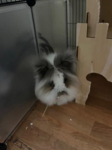 Enlarge Valentina, a Adopted Lionhead in Los Angeles, CA image 4/6