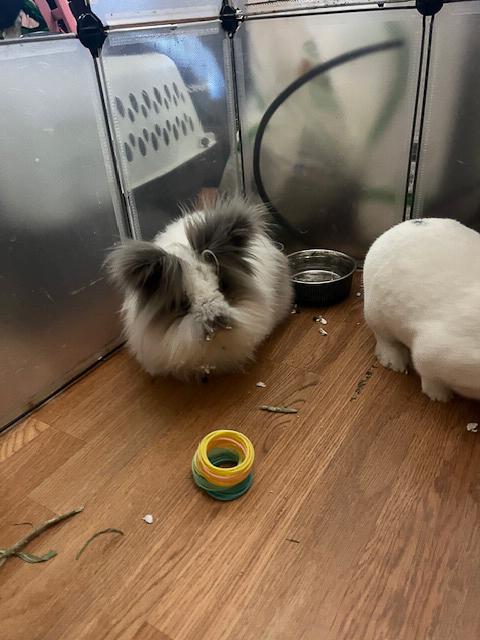 Enlarge Valentina, a Adopted Lionhead in Los Angeles, CA image 3/6