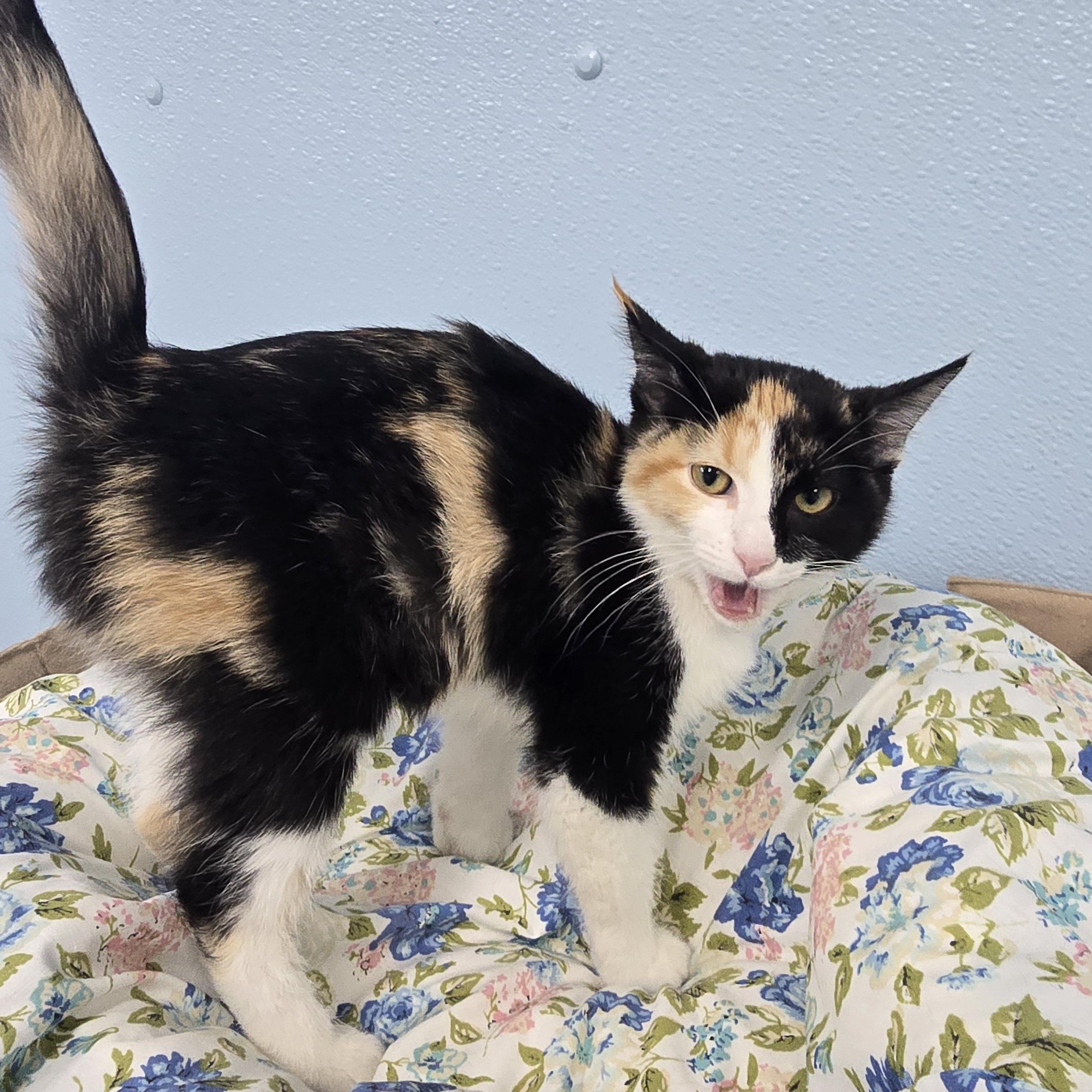Mae, ADOPTABLE, Kitten Female Domestic Short Hair.