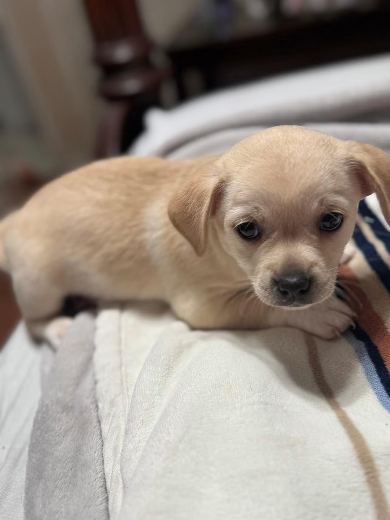 Sally Brown, adopted, Puppy Female Chihuahua & Beagle.