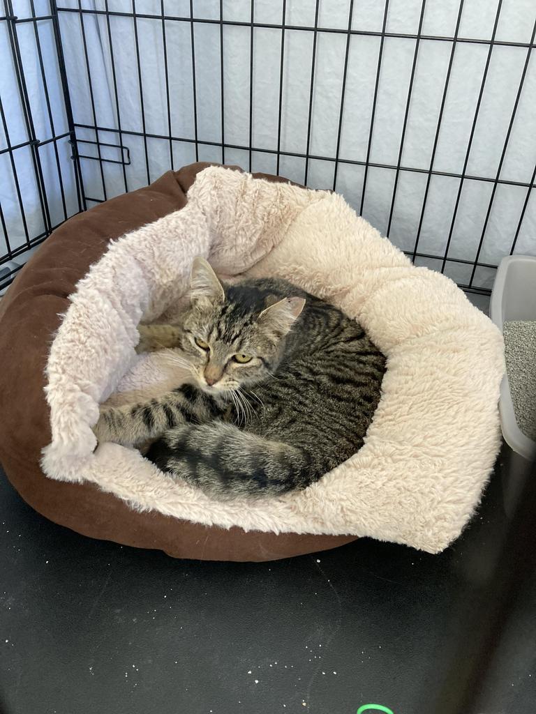 Charlie, Adoptable, Young Female Domestic Short Hair.