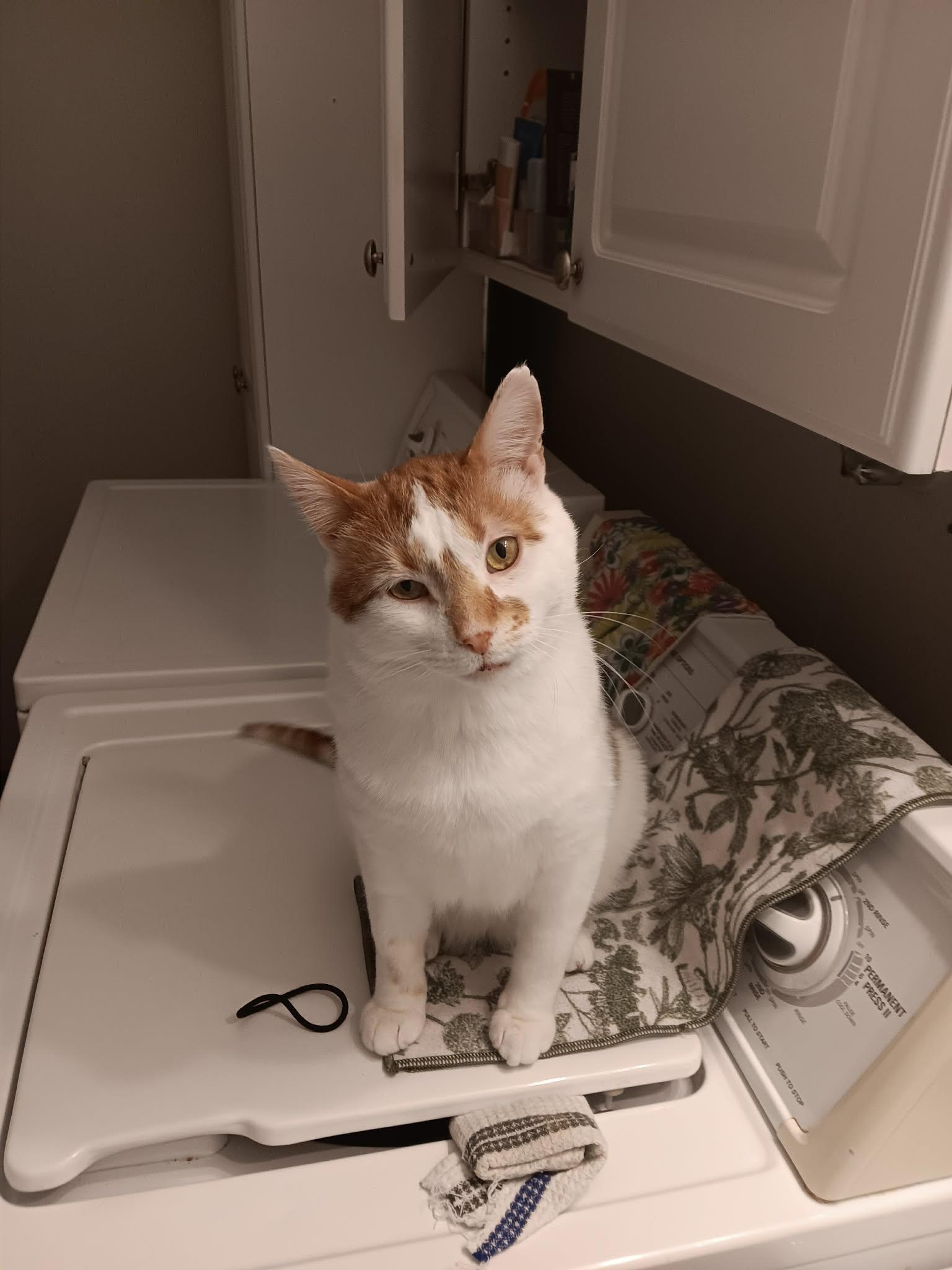 Charlie, ADOPTABLE, Adult Male Domestic Medium Hair.