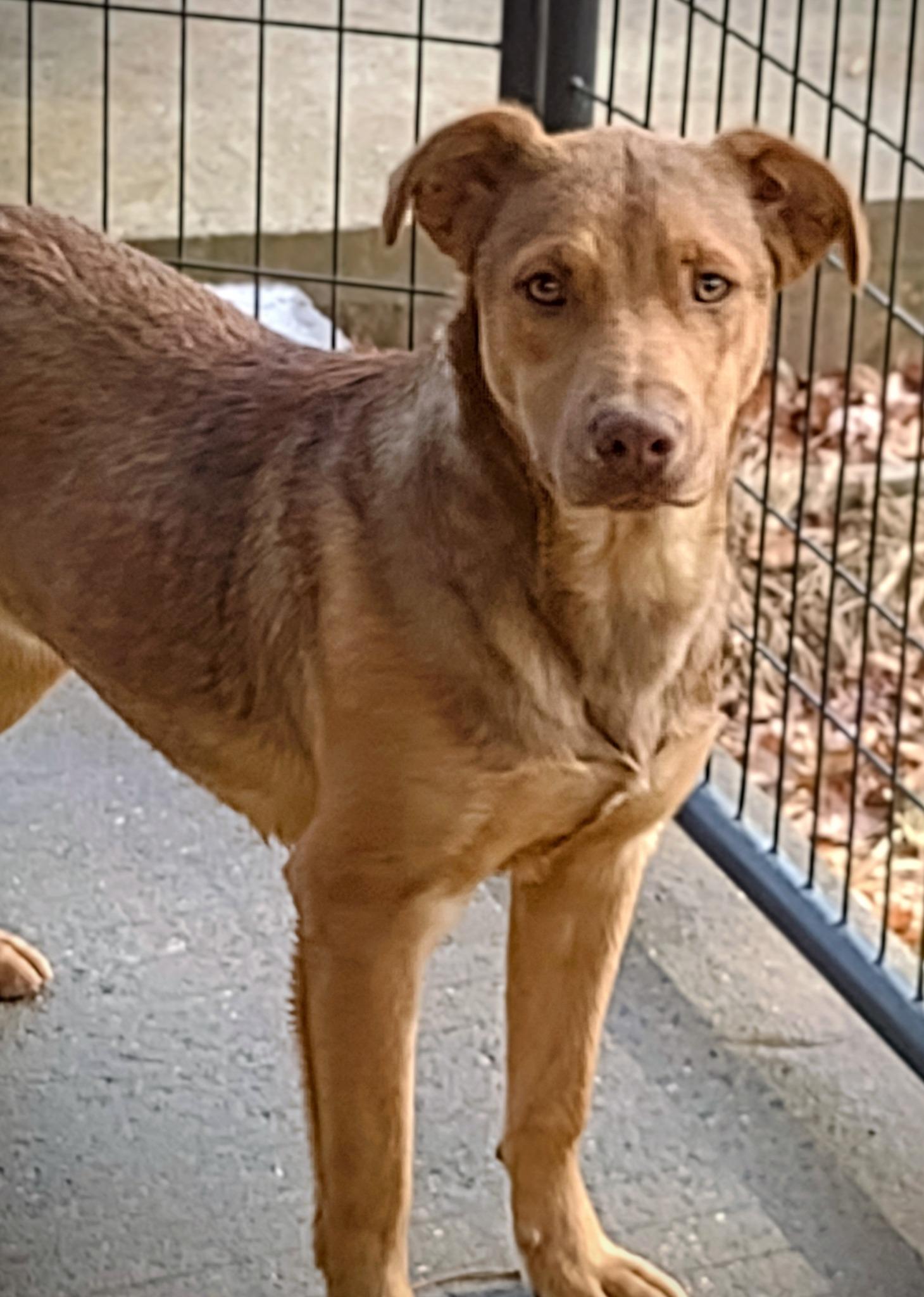 Zuko, Adoptable, Puppy Male Beagle & Doberman Pinscher.