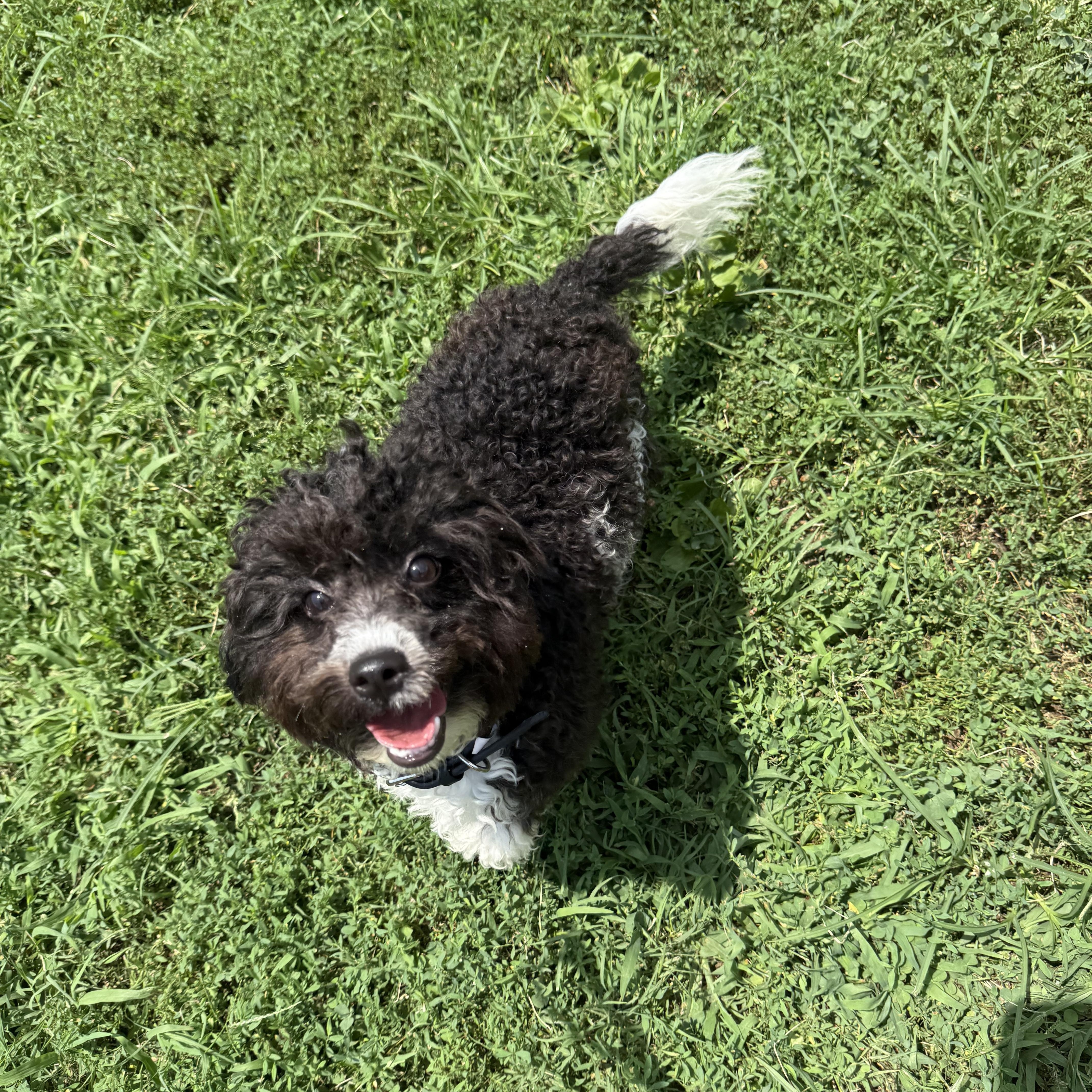Enlarge Ike, an adopted Miniature Poodle in Hendersonville, TN image 1/1