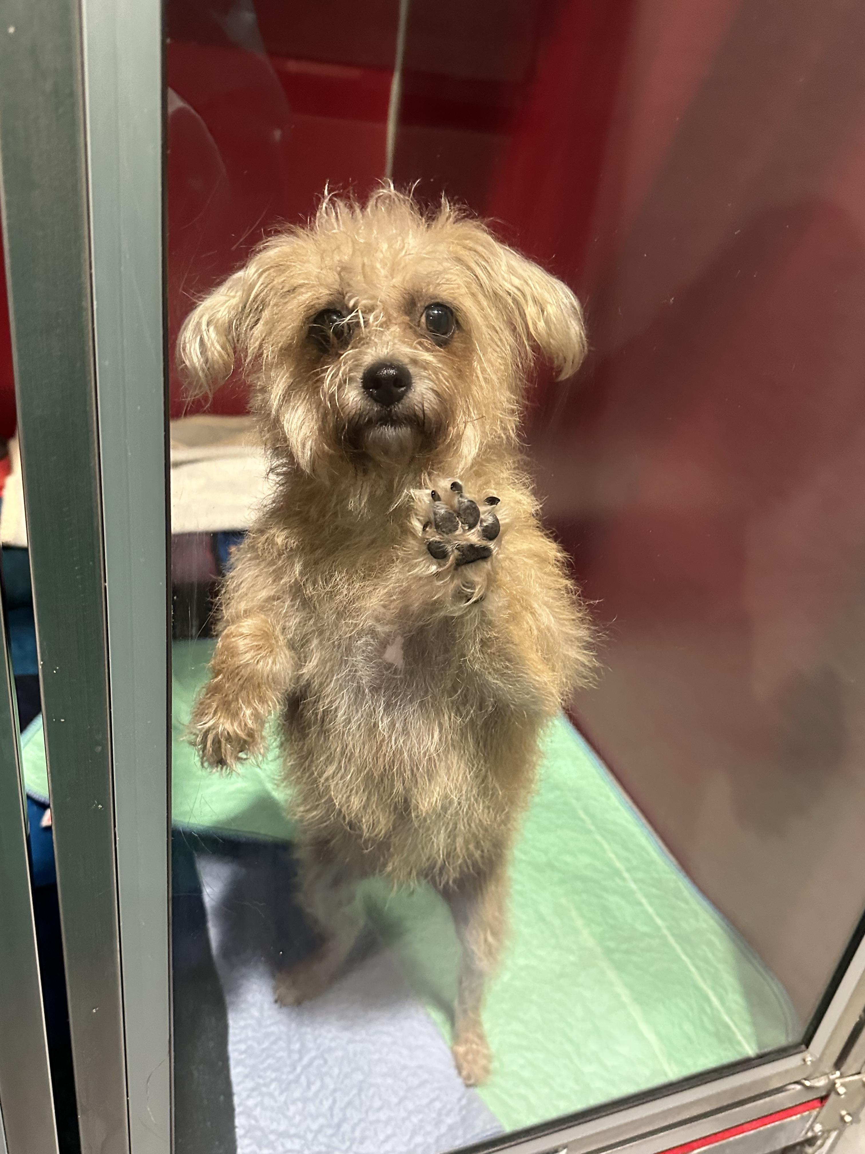 Canelita, ADOPTABLE, Adult Female Chihuahua.