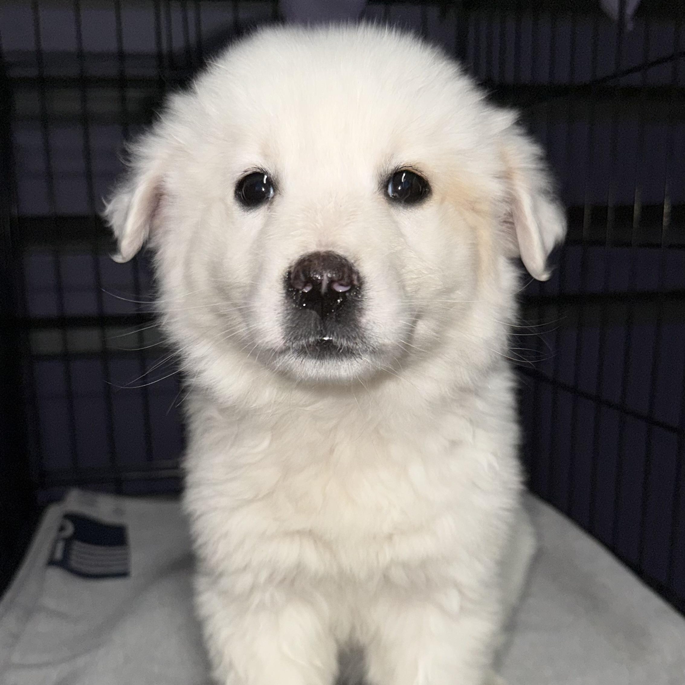 Carrie, an adopted mixed breed in Scottsdale, AZ image 3/5