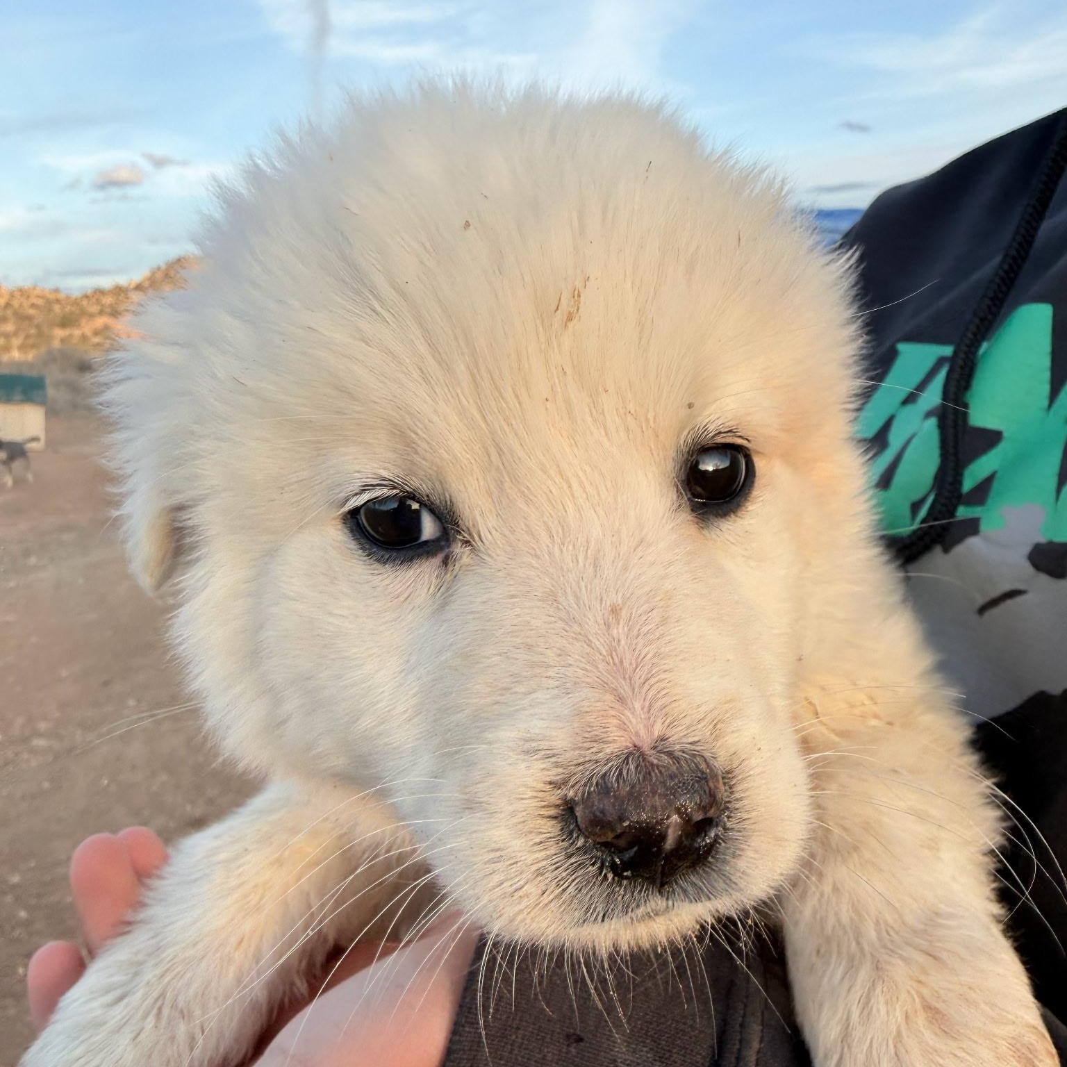 Carrie, adopted, Puppy Female Australian Shepherd & Great Pyrenees.