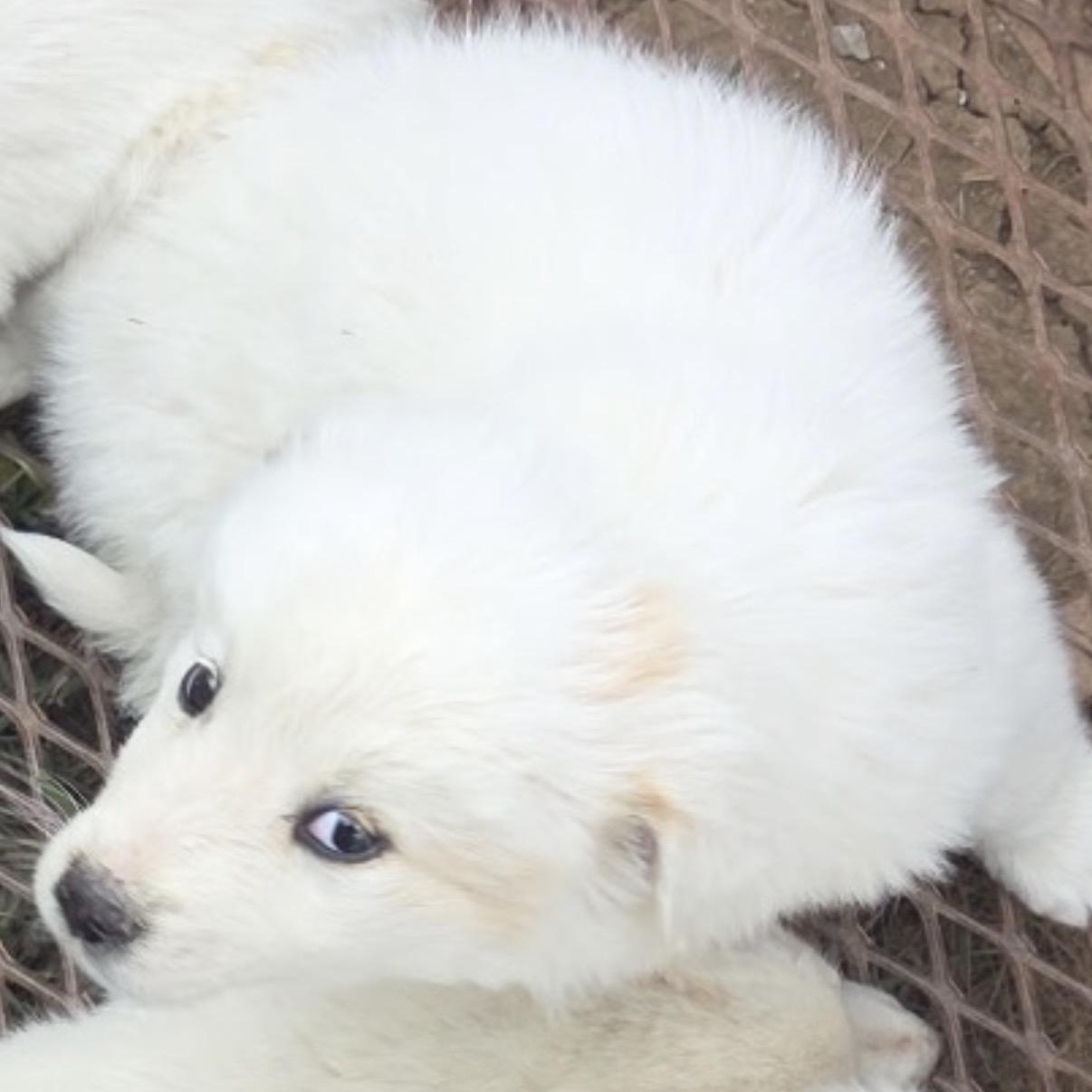 Carrie, an adopted mixed breed in Scottsdale, AZ image 2/5